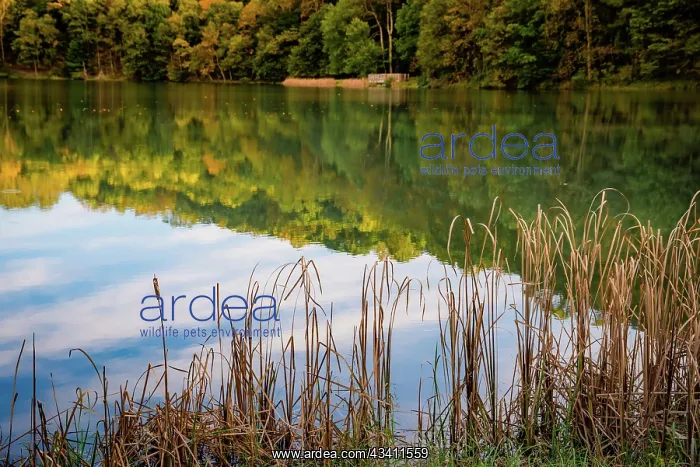 : Lake reflections, Peaks Of Otter, Blue Ridge Parkway : Lake reflections, Peaks Of Otter, Blue Ridge Parkway