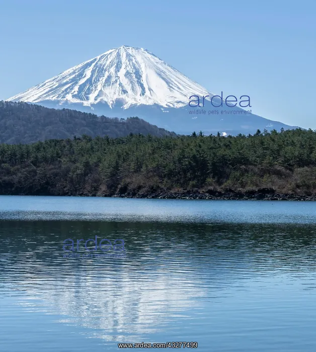 : Lake Saiko, back volcano Mt. Fuji, Minamitsuru district : Lake Saiko, back volcano Mt. Fuji, Minamitsuru district