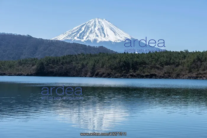 : Lake Saiko, back volcano Mt. Fuji, Minamitsuru district : Lake Saiko, back volcano Mt. Fuji, Minamitsuru district