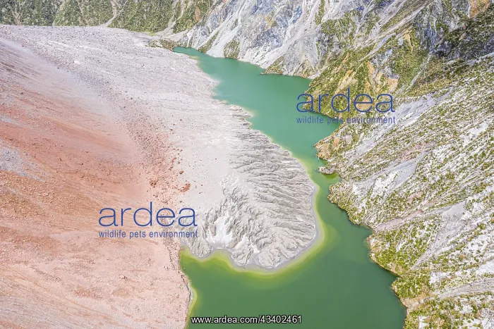 : Lake with sandbank, dead trees, crater rim of Chaiten : Lake with sandbank, dead trees, crater rim of Chaiten