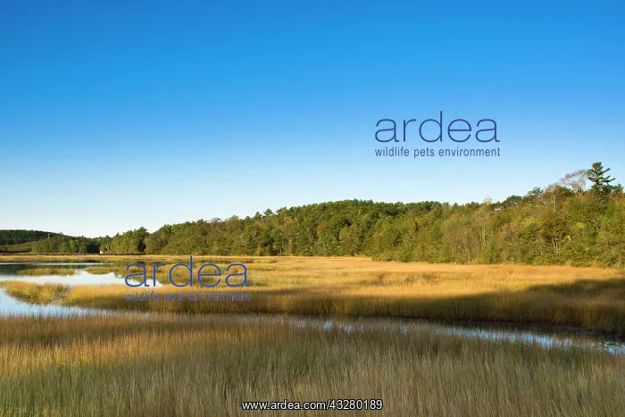 : Lake scenery in Wiscasset, Maine, New England, USA : Lake scenery in Wiscasset, Maine, New England, USA