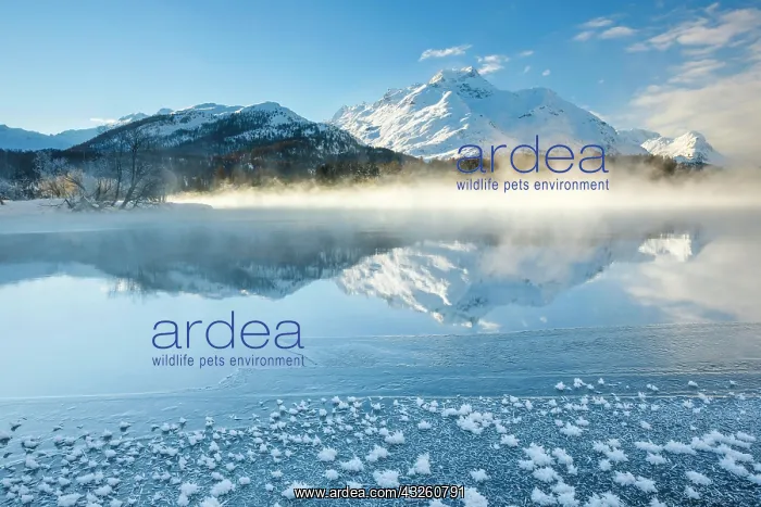 : Lake Sils, Piz da la Margna, 3158 m, Switzerland : Lake Sils, Piz da la Margna, 3158 m, Switzerland