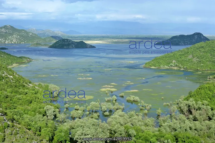 : Lake Skadar - embedded between mountains with marshland : Lake Skadar - embedded between mountains with marshland