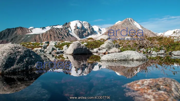 : Lake with snow-covered Altai mountains in the back : Lake with snow-covered Altai mountains in the back