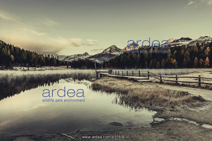 : Lake Staz near Sankt Moritz in the Engadin in Switzerland : Lake Staz near Sankt Moritz in the Engadin in Switzerland