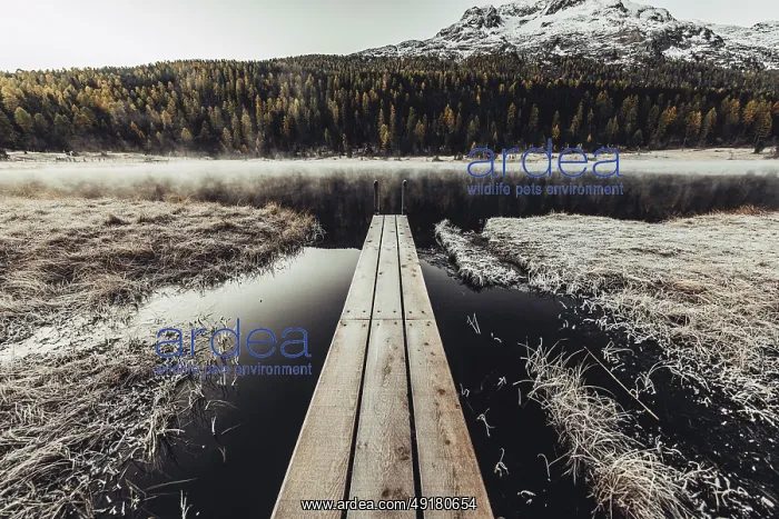 : Lake Staz near Sankt Moritz in the Engadin in Switzerland : Lake Staz near Sankt Moritz in the Engadin in Switzerland
