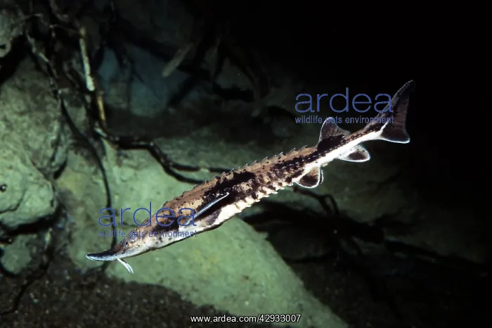 : Lake Sturgeon : Lake Sturgeon