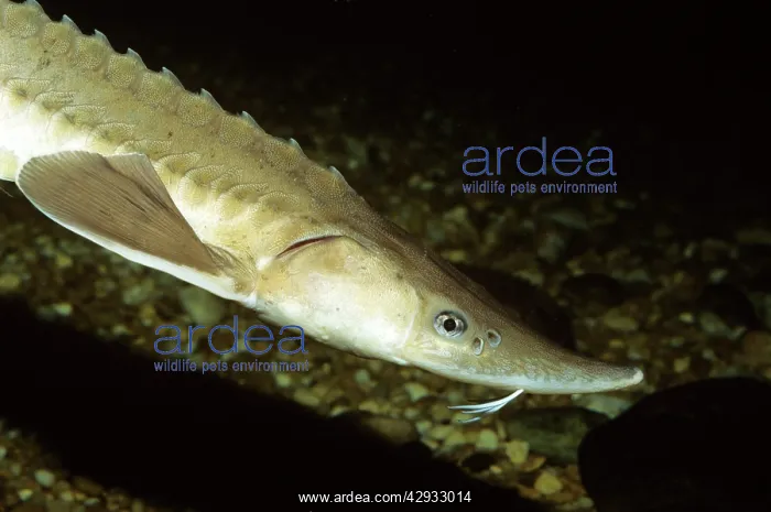 : Lake Sturgeon : Lake Sturgeon