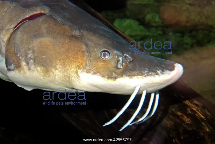 : Lake Sturgeon : Lake Sturgeon