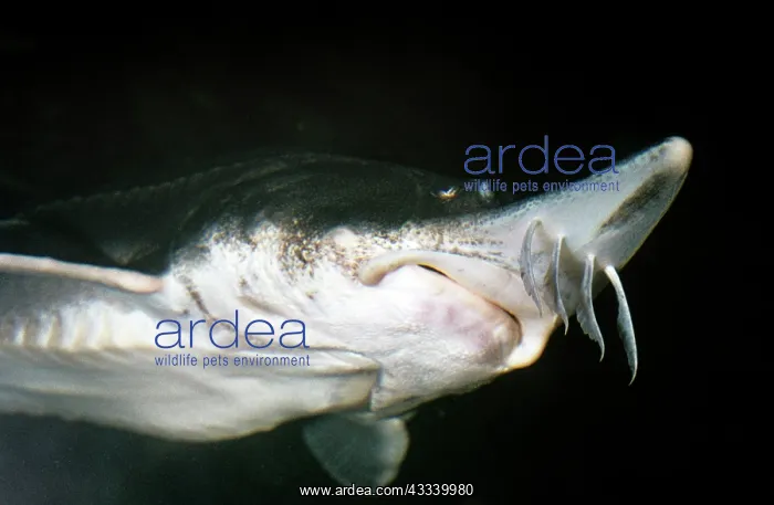  : Lake Sturgeon