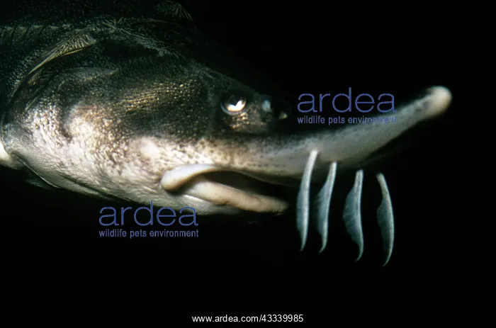  : Lake Sturgeon