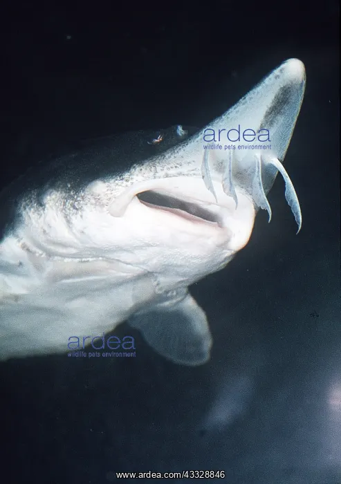 : Lake STURGEON - shows 4 barbels in front of mouth : Lake STURGEON - shows 4 barbels in front of mouth
