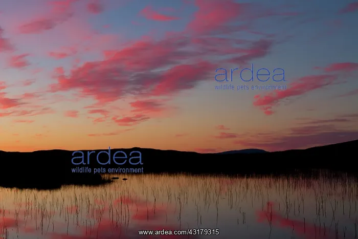 : Lake in sunset : Lake in sunset