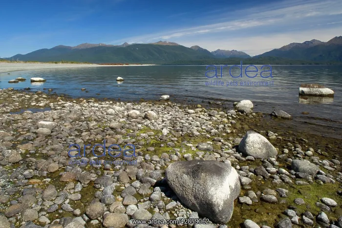 : Lake Te Anau - shores of beautiful and calm lake : Lake Te Anau - shores of beautiful and calm lake