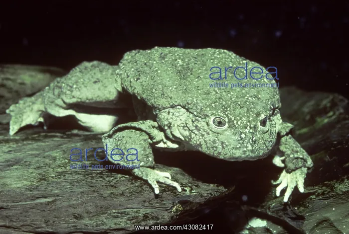 : Lake Titicaca Frog (Telmatobius culeus) : Lake Titicaca Frog (Telmatobius culeus)