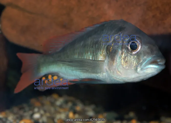: Lake Victoria cichlid, extinct in the wild : Lake Victoria cichlid, extinct in the wild