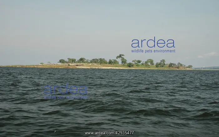 : Lake Victoria, Uganda, Africa - fishing village : Lake Victoria, Uganda, Africa - fishing village