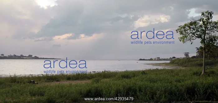 : Lake Victoria, Uganda, Africa - shore line grassy : Lake Victoria, Uganda, Africa - shore line grassy