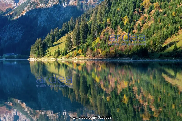 : Lake Vilsalpsee, autumn colouring, Allg&, x4d60;Alps : Lake Vilsalpsee, autumn colouring, Allg&, x4d60;Alps