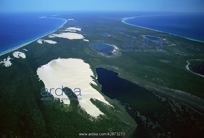 : Lake Wabby deepest perched lake being engulfed by sand dunes : Lake Wabby deepest perched lake being engulfed by sand dunes