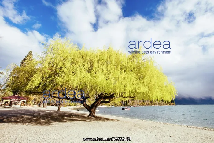 : Lake Wakatipu and Queenstown Bay Beach on a sunny s : Lake Wakatipu and Queenstown Bay Beach on a sunny s