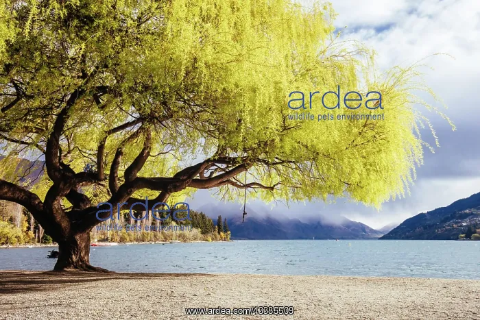  : Lake Wakatipu and Queenstown Bay Beach on a sunny s