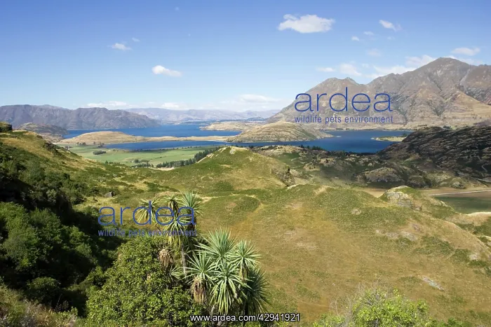  : Lake Wanaka viewpoint and Rocky Mountains