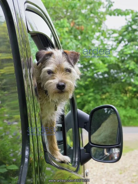 : Lakeland terrier cross looking out of van window : Lakeland terrier cross looking out of van window