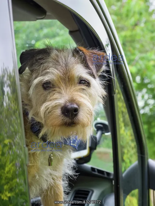 : Lakeland terrier cross looking out of van window : Lakeland terrier cross looking out of van window
