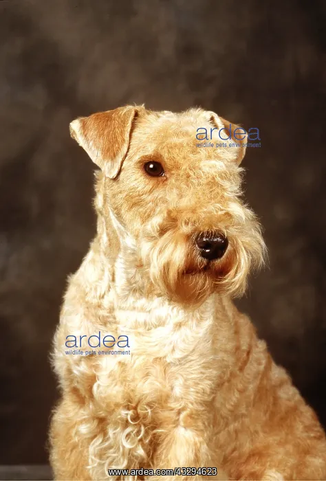 : LAKELAND TERRIER DOG : LAKELAND TERRIER DOG