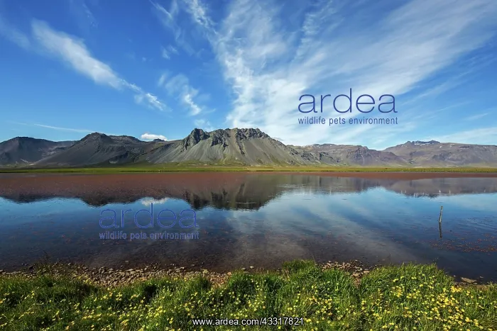 : Lakeland with volcanic mountains, peninsula Sn&, x69a5;llsnes : Lakeland with volcanic mountains, peninsula Sn&, x69a5;llsnes