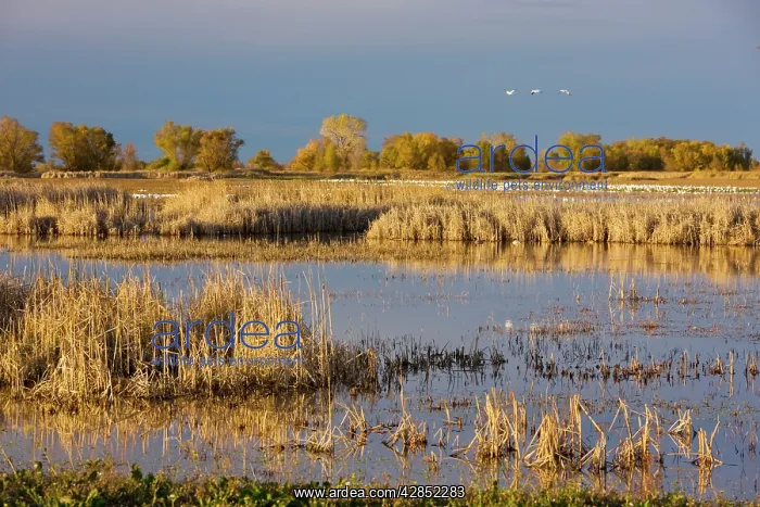 : Lakes and marsh at Sacramento National Wildlife : Lakes and marsh at Sacramento National Wildlife