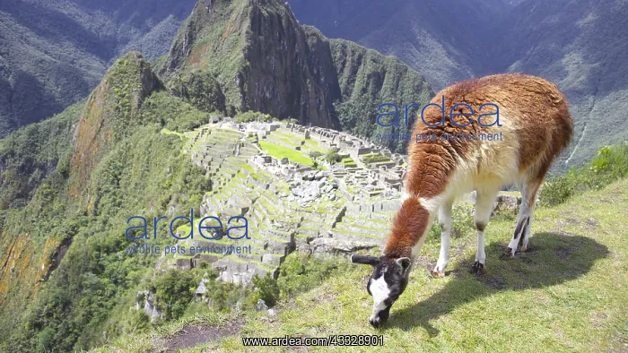: Lama and summit of Huayna Picchu overlooking the : Lama and summit of Huayna Picchu overlooking the