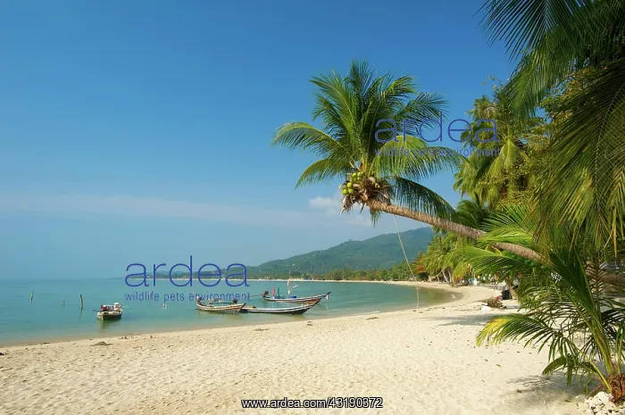 : Lamai Beach, Ko Samui island, Thailand, Asia : Lamai Beach, Ko Samui island, Thailand, Asia
