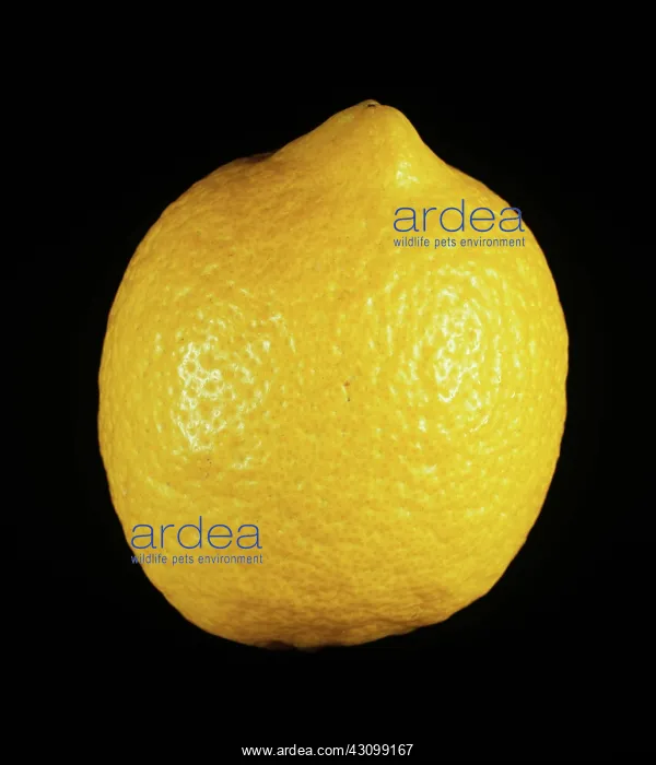 : Lamas lemon : Lamas lemon