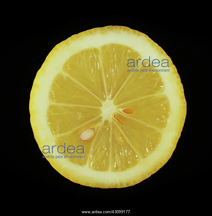  : Lamas lemon