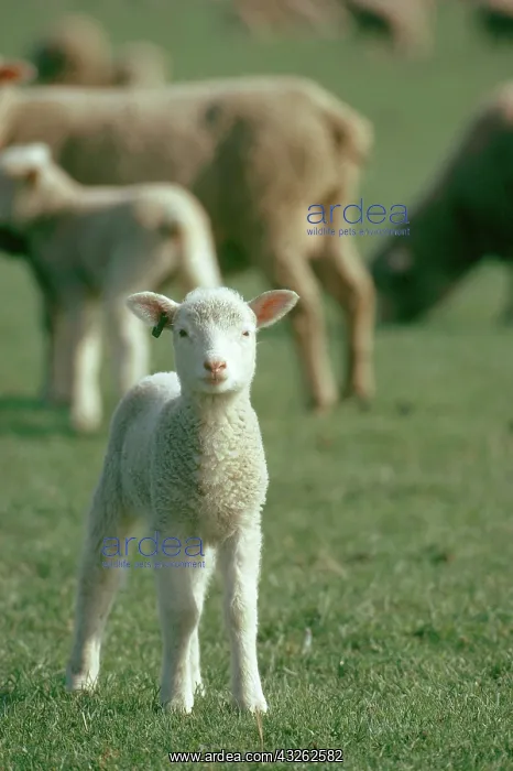  : Lamb. Avenches, Switzerland. Haras Federal