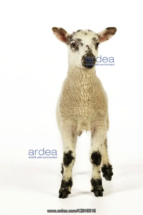  : LAMB. Cross breed lamb