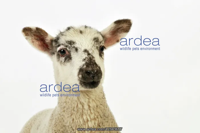  : LAMB. Cross breed lamb