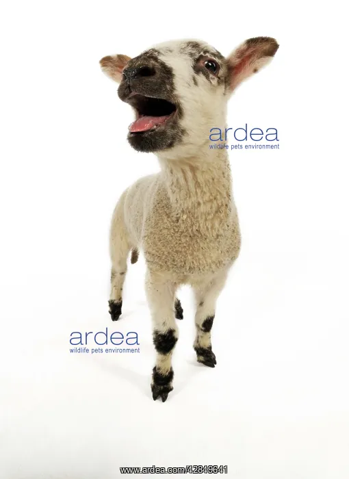  : LAMB. Cross breed lamb bleating wide angle shot