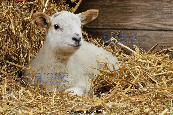  : LAMB. Cross breed lamb sitting in straw