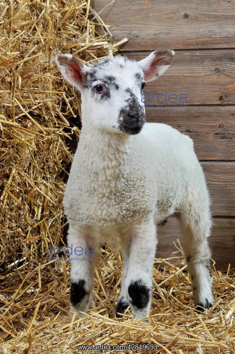  : LAMB. Cross breed lamb standing in straw