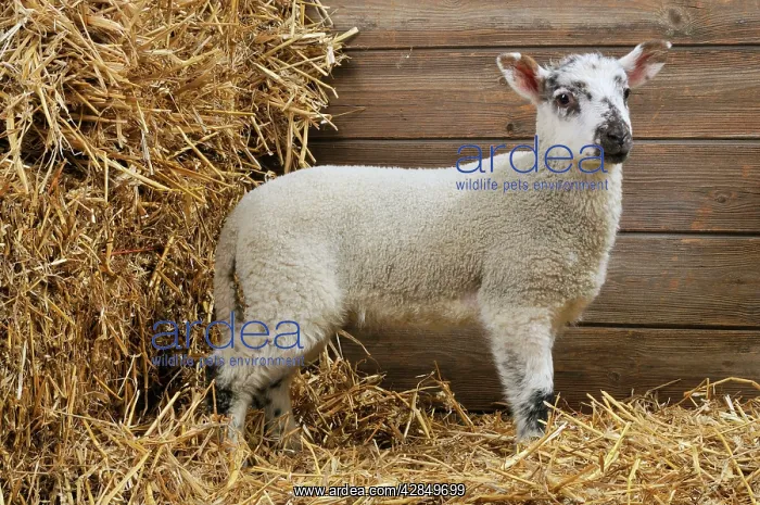  : LAMB. Cross breed lamb standing in straw
