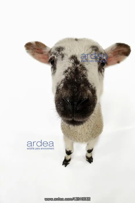  : LAMB. Cross breed lamb wide angle shot