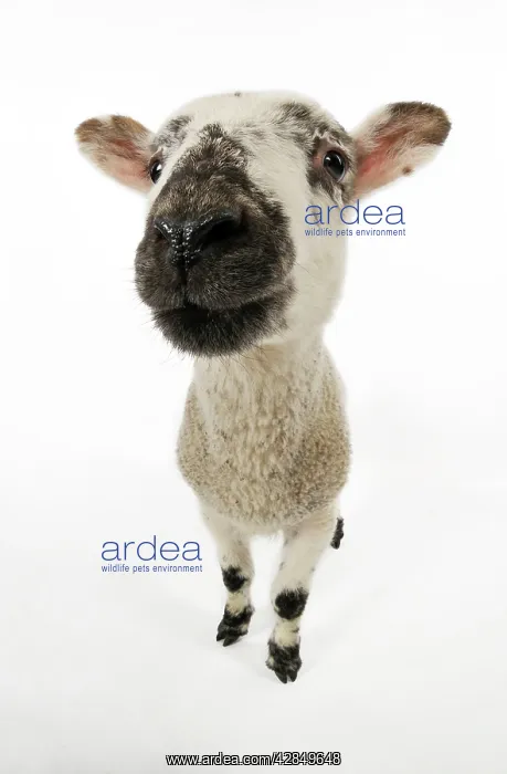  : LAMB. Cross breed lamb wide angle shot