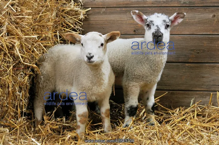  : LAMB. Cross breed lambs standing together in straw