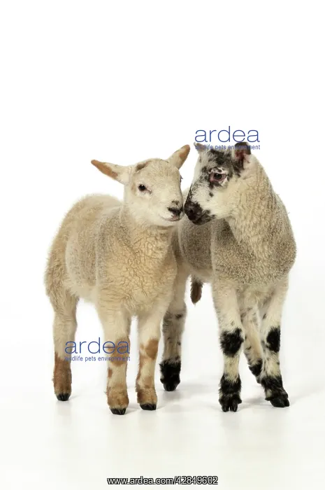  : LAMB. Cross breed lambs touching noses