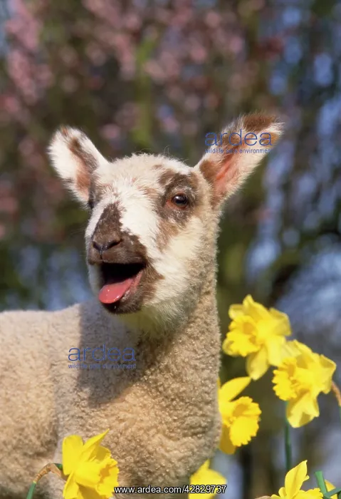  : LAMB IN DAFFODILS - Bleating