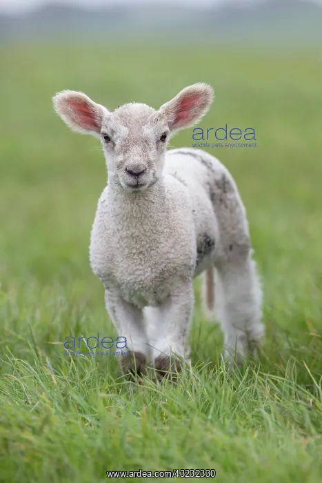  : Lamb - Devon - UK
