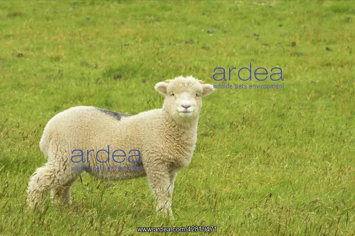  : Lamb. Exmoor National Park, Somerset UK